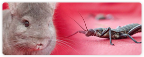 Our Critters