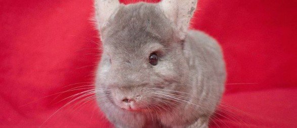 Critterish Adoptions
