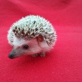 tickle the hedgehog