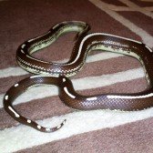Tori-california-king-snake