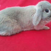 tinkerbell-rabbit
