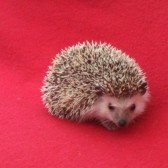 Wasabi-hedgehog