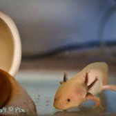 axolotyl 2