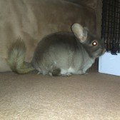 chinchilla