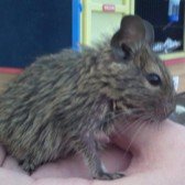 degu