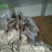 fluffy-chile-rose-tarantula