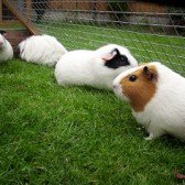 guineas