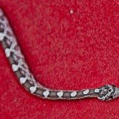 ivy the snake