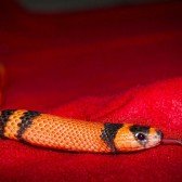 tango-the-snake