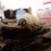 Giant Rhino Beetle Larvae
